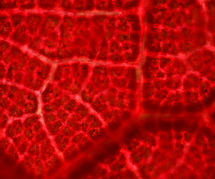 plant cells under microscope
