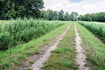 Fototapeta na wymiar Country road with wheel tracks among the reeds