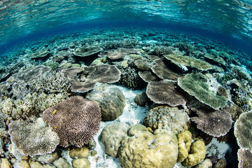 Gorgeous Coral Reef in Shallows of Wakatobi National Park