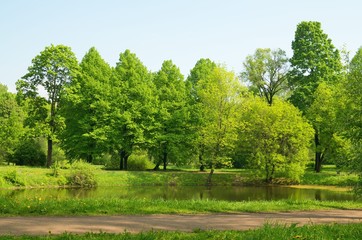 Manicured trees in the Park.