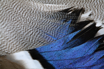 plumage of a duck © mycteria