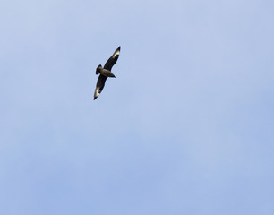 Great skua