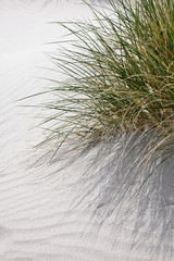 Grass turf
