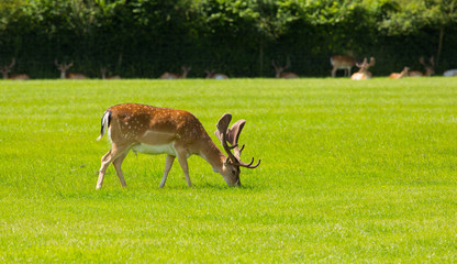Red deer grazing with horns or antlers the New Forest England UK