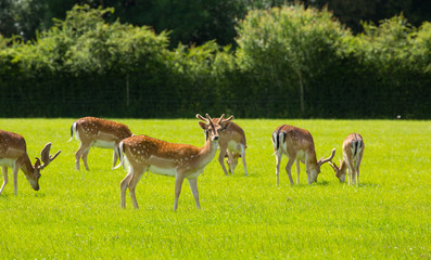 Herd of wild red deer