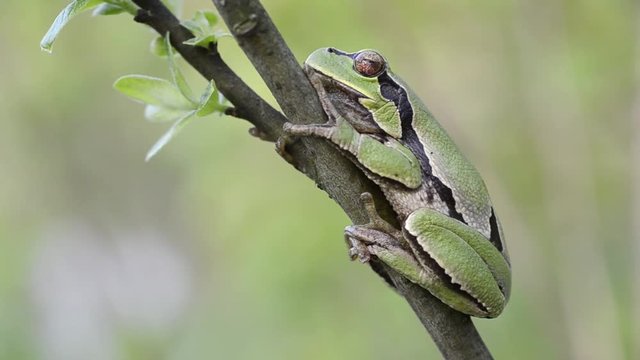 European tree frog on the branch near the pond in Ukraine, very nice and cute tiny frog, fine video for nature documentaries