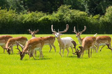 Naklejka premium Deer New Forest England UK English scene
