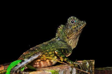 Green reptile