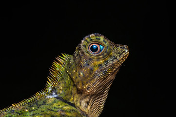 Fototapeta premium portrait about a green iguana on the tree