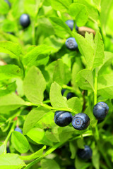 bilberry on the bush