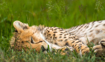 Close-Up Of Baby Leopard Sleeping In Green Grass