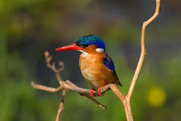 Kingfisher