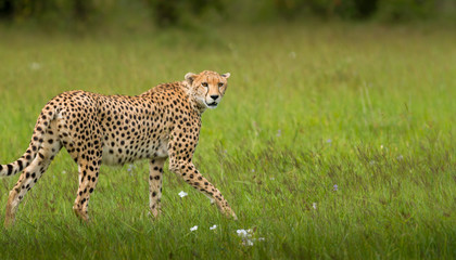 Leopard Standing On Field