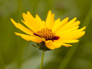 Mädchenauge, Coreopsis lanceolata