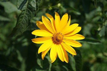yellow daisy