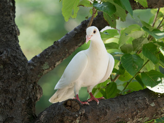 美しい白鳩