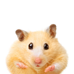 Fat funny hamster