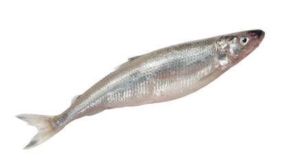 Smelt fish