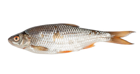 Roach fish