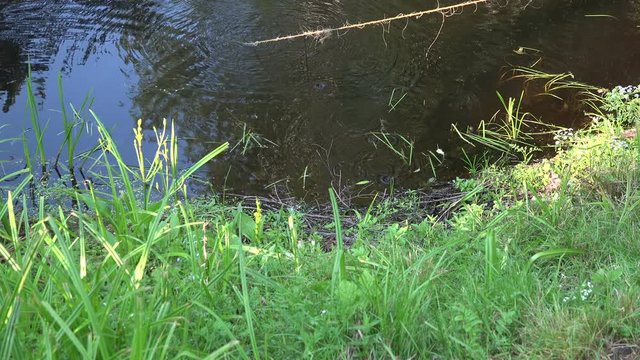 Fisherman dragging creel out of pond by the rope in summer, 4K