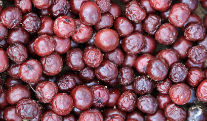Rotten sour cherry backgorund