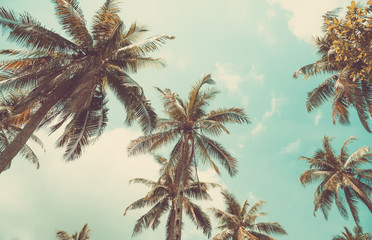 Fototapeta na wymiar coconut tree and sky in the island. vintage tone