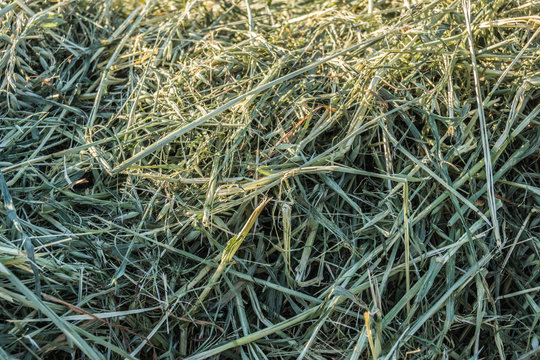 Trockenes Gras