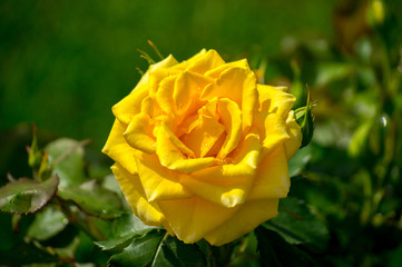 желтая роза