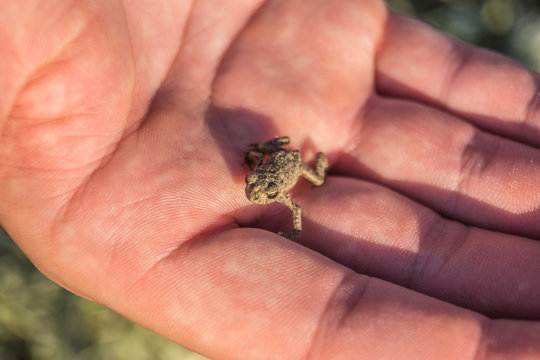 Kleiner Frosch auf einer Hand