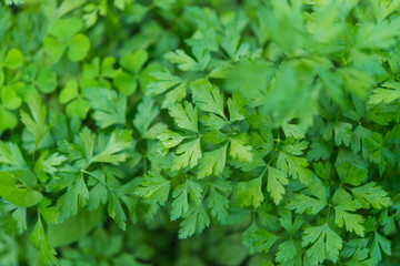 parsley growing in the garden