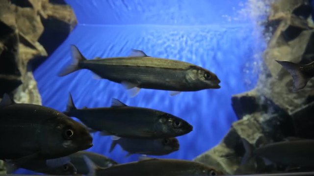 Covey of baikal omul swim in artificial reservoir in oceanarium.
