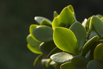 Little green succulent plant in the sunshine