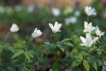 Vegetation carpet of snowdrops in floodplain forest
