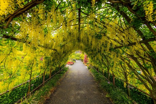 tunnel of flowers, Bayview Farm and Garden, whidbey island