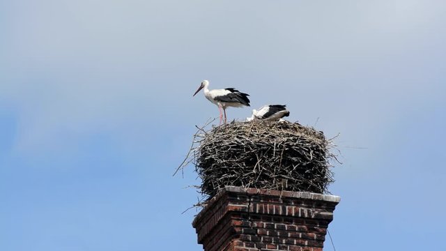 Storch im Nest
