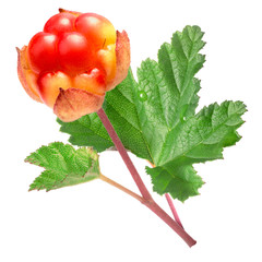 Cloudberry (Rubus Chamaemorus) with leaves and stem