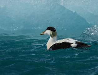 Common Eider duck (Somateria mollissima) moving  between Icebergs, Jökulsárlón, Iceland 