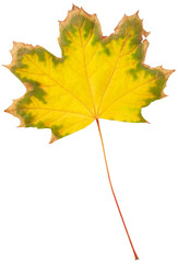 Maple leaf