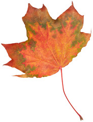 Maple leaf