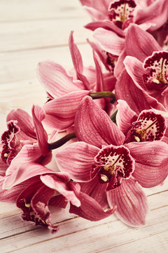 Fototapeta Orchid flowers