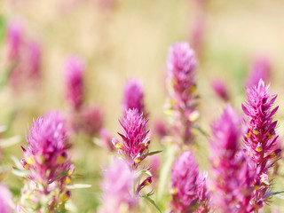 Beautiful little meadow wild pink flowers on a natural  backgrou