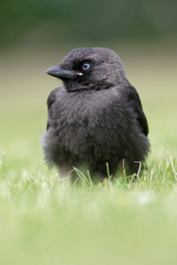 Western Jackdaw, Corvus monedula - young bird