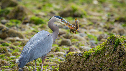 Heron holding a live fish in its beak. Heron stands on a rock covered with green seaweed on the beach. Blue heron eating. Salt water state park. Washington state.
