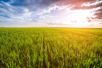 Green wheat field