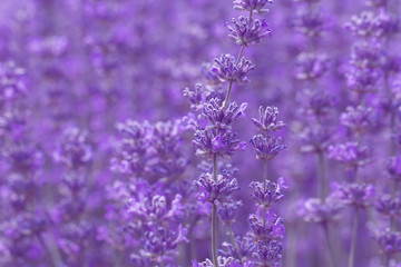 Obraz premium field lavender flowers