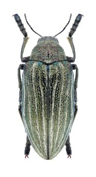 Beetle Julodis andreae andreae
