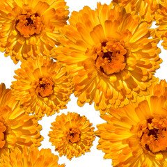  pattern medicinal calendula marigolds