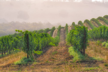 Fog in the vineyards of Napa Valley