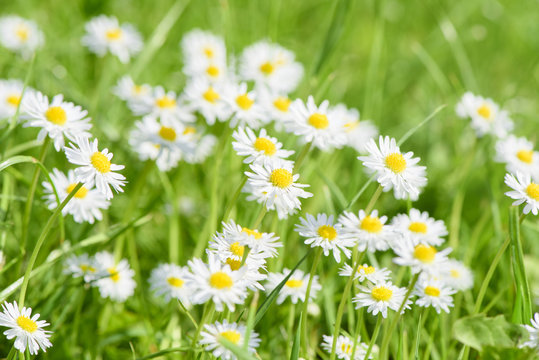 Blumenwiese mit G&auml;nsebl&uuml;mchen