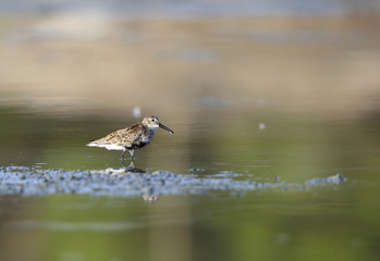 Dunlin 